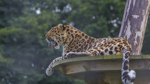 Preview wallpaper leopard, predator, big cat, lying, spotted