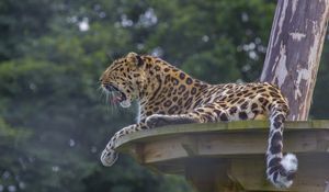 Preview wallpaper leopard, predator, big cat, lying, spotted