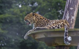 Preview wallpaper leopard, predator, big cat, lying, spotted
