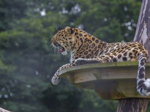 Preview wallpaper leopard, predator, big cat, lying, spotted