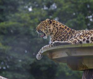 Preview wallpaper leopard, predator, big cat, lying, spotted