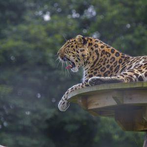 Preview wallpaper leopard, predator, big cat, lying, spotted