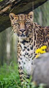 Preview wallpaper leopard, predator, big cat, animal, grass