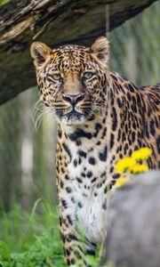 Preview wallpaper leopard, predator, big cat, animal, grass