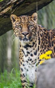 Preview wallpaper leopard, predator, big cat, animal, grass