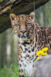 Preview wallpaper leopard, predator, big cat, animal, grass