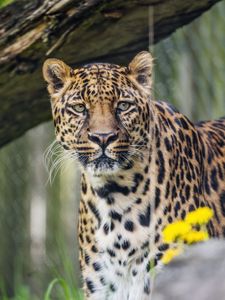 Preview wallpaper leopard, predator, big cat, animal, grass