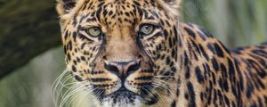 Preview wallpaper leopard, predator, big cat, animal, grass