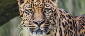 Preview wallpaper leopard, predator, big cat, animal, grass