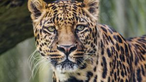 Preview wallpaper leopard, predator, big cat, animal, grass