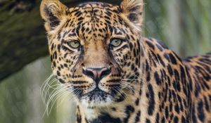 Preview wallpaper leopard, predator, big cat, animal, grass