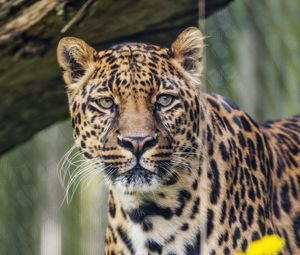 Preview wallpaper leopard, predator, big cat, animal, grass