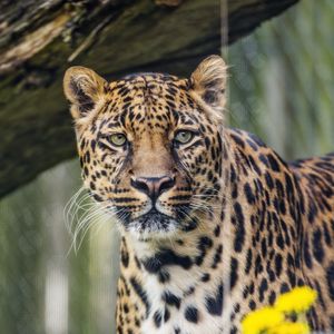 Preview wallpaper leopard, predator, big cat, animal, grass