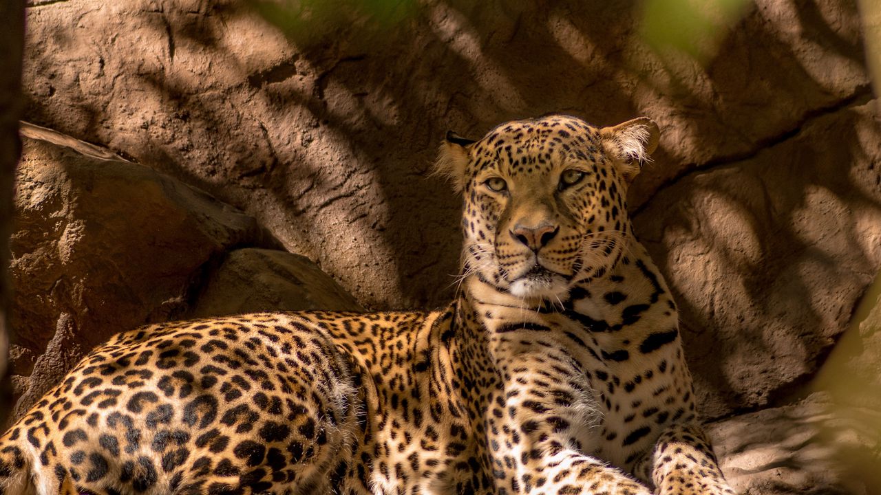 Wallpaper leopard, predator, cat