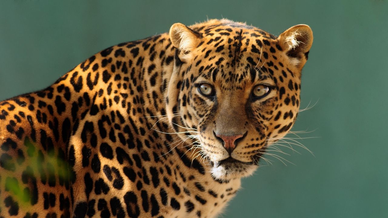 Wallpaper leopard, predator, cat