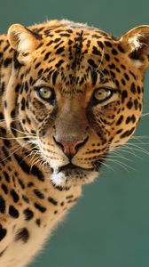 Preview wallpaper leopard, predator, cat