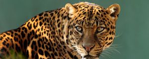 Preview wallpaper leopard, predator, cat