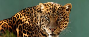 Preview wallpaper leopard, predator, cat