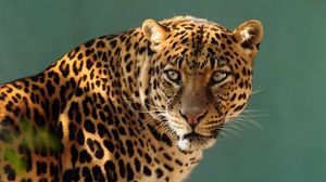 Preview wallpaper leopard, predator, cat