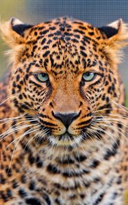 Preview wallpaper leopard, predator, face, spotted, big cat