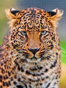 Preview wallpaper leopard, predator, face, spotted, big cat