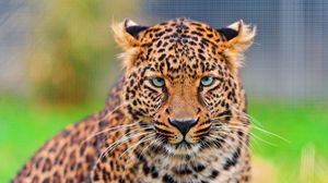 Preview wallpaper leopard, predator, face, spotted, big cat