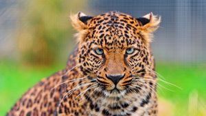 Preview wallpaper leopard, predator, face, spotted, big cat