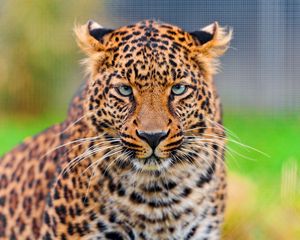 Preview wallpaper leopard, predator, face, spotted, big cat