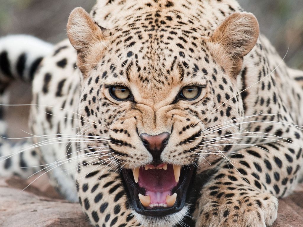 1024x768 Wallpaper leopard, predator, face, teeth, aggression