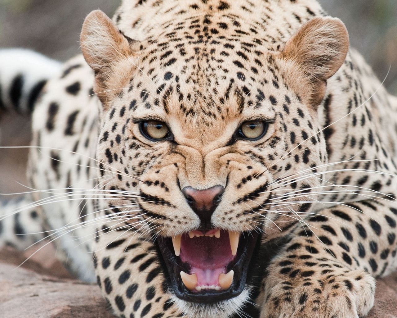 1280x1024 Wallpaper leopard, predator, face, teeth, aggression