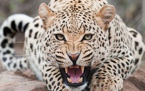 Preview wallpaper leopard, predator, face, teeth, aggression
