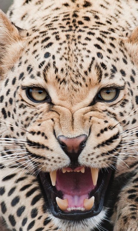 480x800 Wallpaper leopard, predator, face, teeth, aggression