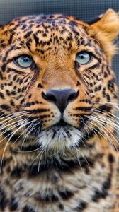 Preview wallpaper leopard, predator, face, look, watch