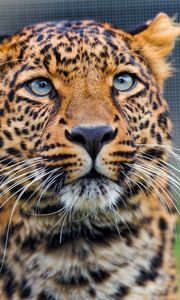 Preview wallpaper leopard, predator, face, look, watch