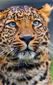 Preview wallpaper leopard, predator, face, look, watch