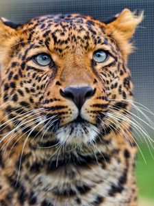 Preview wallpaper leopard, predator, face, look, watch