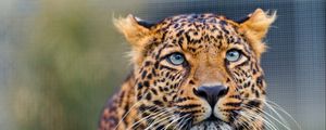 Preview wallpaper leopard, predator, face, look, watch