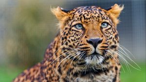 Preview wallpaper leopard, predator, face, look, watch
