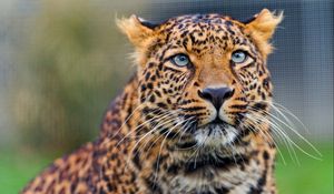 Preview wallpaper leopard, predator, face, look, watch