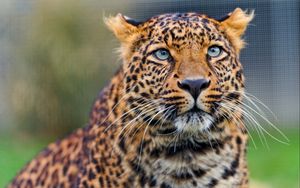 Preview wallpaper leopard, predator, face, look, watch