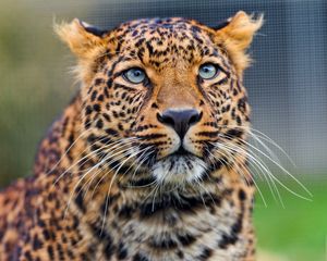 Preview wallpaper leopard, predator, face, look, watch