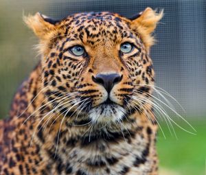 Preview wallpaper leopard, predator, face, look, watch