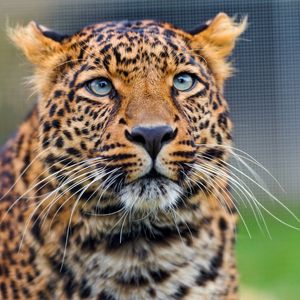 Preview wallpaper leopard, predator, face, look, watch