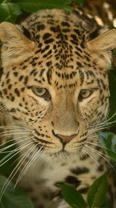 Preview wallpaper leopard, predator, face, cat