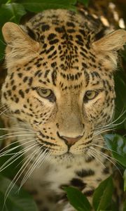 Preview wallpaper leopard, predator, face, cat