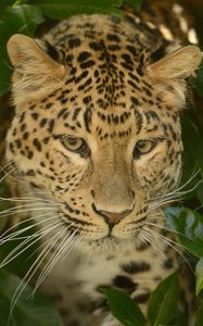 Preview wallpaper leopard, predator, face, cat