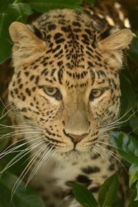 Preview wallpaper leopard, predator, face, cat