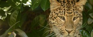 Preview wallpaper leopard, predator, face, cat