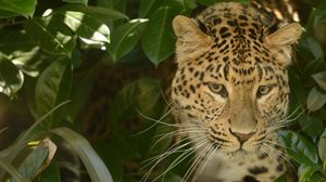 Preview wallpaper leopard, predator, face, cat