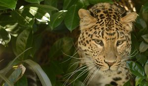 Preview wallpaper leopard, predator, face, cat